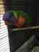 Lory / Lorikeet