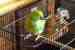 Indian Ringneck Parakeet