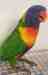 Lory / Lorikeet