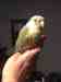 Conure