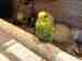 Parakeet