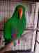 Eclectus