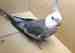 Cockatiel