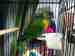 Lory / Lorikeet