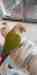 Conure