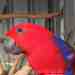 Eclectus