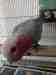 Galah Cockatoo