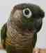 Conure