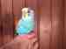 Budgerigar