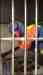 Lory / Lorikeet