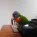 Lory / Lorikeet