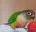 Conure