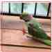 Indian Ringneck Parakeet