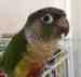 Conure