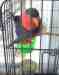 Lory / Lorikeet