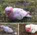 Galah Cockatoo