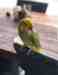 Indian Ringneck Parakeet