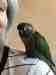 Conure