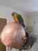 Conure