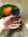 Lory / Lorikeet