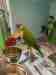 Lory / Lorikeet