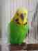 Budgerigar