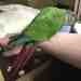 Conure