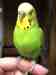 Parakeet