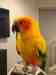 Conure