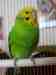 Budgerigar