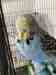 Budgerigar