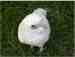 Corella Cockatoo