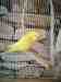 Budgerigar