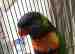 Lory / Lorikeet