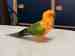 Conure