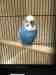 Budgerigar