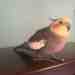 Cockatiel