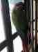 Conure