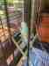 Budgerigar