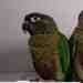 Conure