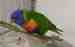 Lory / Lorikeet