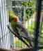 Cockatiel