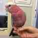 Galah Cockatoo