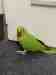 Indian Ringneck Parakeet