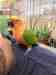 Conure