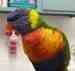 Lory / Lorikeet