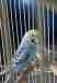 Budgerigar