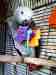 African Grey