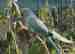 Australian Ringneck Parakeet