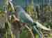 Australian Ringneck Parakeet